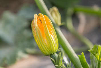 Zuchiniblüte