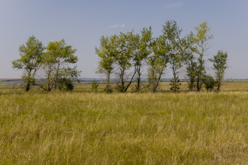 Fototapeta premium Gold meadow with green trees far away and blue sky. Calm summer. Cultivated area. Agriculture. Yellow grass Good weather. Travelling