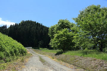 田舎道　青空