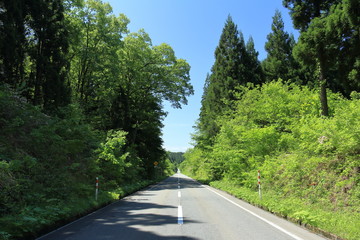 森林の中の一本道　ドライブ　青空