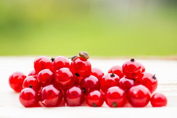 Snail and juicy berries of raw red currant in wooden rustic table. Concept of healthy food.