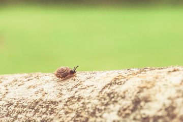 Closeup of snail on the branch, green background