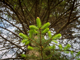 New top leaves sprouting from brown bark of old tree