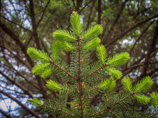 New top leaves sprouting from brown bark of old tree