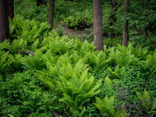 Scenic view of rainforest with ferns