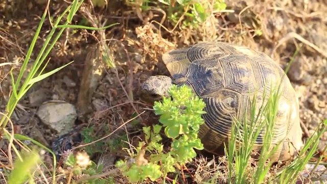 close-up turtle video