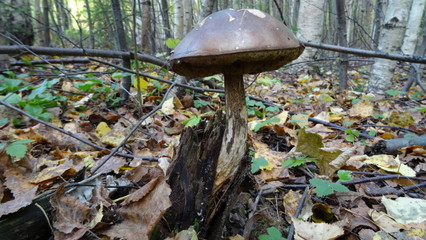 Forest mushrooms