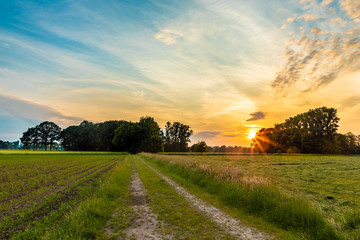 Fototapeta na wymiar field with sunset in summer landscape background
