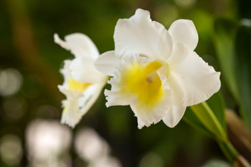 Naklejka na ściany i meble White bright cattleya orchid flower