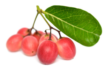 Karanda fruit, Carissa carandas, Central of Thailand