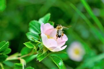 bee collecting pollen on a dog rose plant
