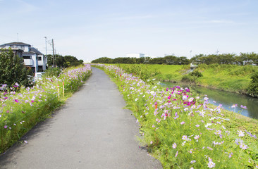 埼玉県富士見市　新河岸川　コスモス街道