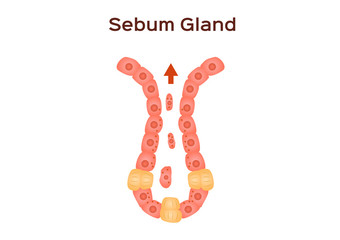 sebum oil gland in human skin vector