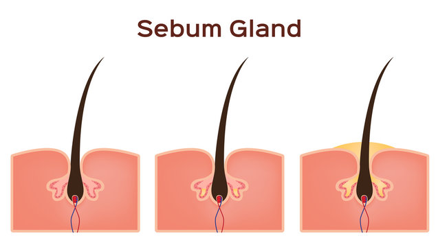 sebum oil gland in human skin vector