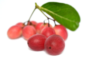 Karanda fruit, Carissa carandas, Central of Thailand