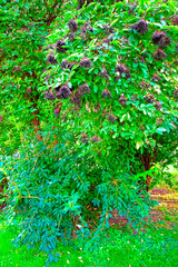 Green tree in park in Vienna