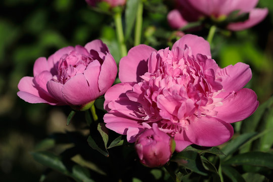 Pink peony (paeony) flower in the spring garden