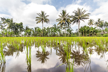 Fototapeta na wymiar Rice plantations Indonesia, Lombok