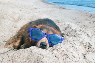 Fototapeta na wymiar Hund mit großer Sonnenbrille im Sommer schläft am Strand im Sand im Urlaub 