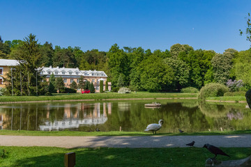 Fototapeta na wymiar swan in front of the lake