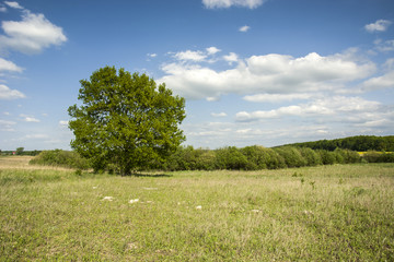 Fototapeta na wymiar Single tree in the green meadow and clouds in the sky