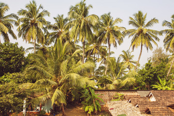 Fototapeta na wymiar Palm trees with rooftop, Gokarna Kudli Beach, Karnataka, India