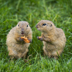 ground squirrel Spermophilus citellus on a meadow