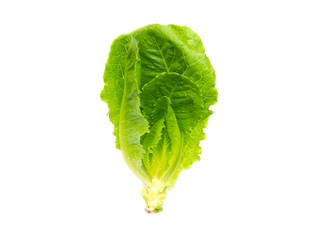 Fresh Cos lettuce leafs isolated on white background