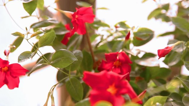Moving focus from back flower to front flower od red mandevilla