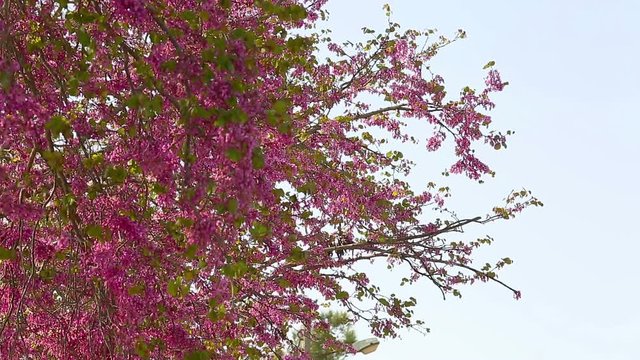 Flowering judas tree (Cercis siliquastrum) sways in the wind