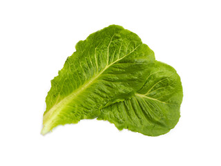 Fresh lettuce leafs isolated on white background