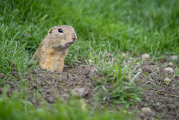 Naklejka na ściany i meble ground squirrel Spermophilus citellus on a meadow