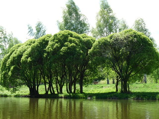 Beautiful trees by the river