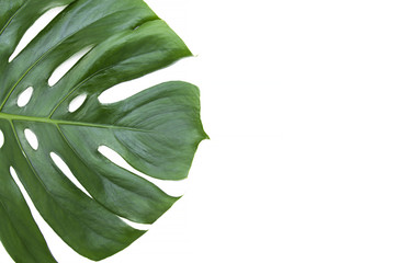 Fototapeta na wymiar palm tree leaf isolated on white