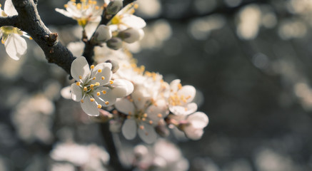 macro of branch with flowers