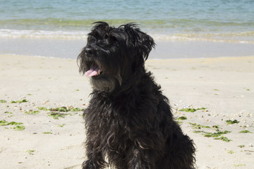 black schnauzer dog on the beach