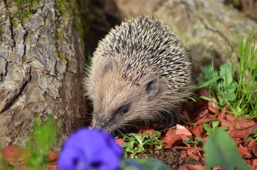 Hérisson