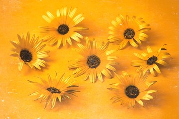 daisies on yellow background