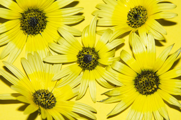 Obraz premium daisies on yellow background