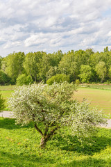 Fototapeta premium Flowering fruit tree on a meadow