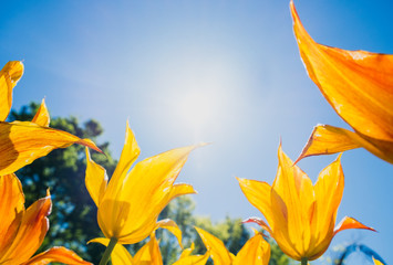 Tulpen im Garten