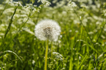 Fototapeta na wymiar Overgrown dandelion on a summer meadow