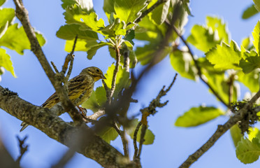 Yellowhammer sitting in a tree and looking