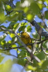 Obraz premium Yellowhammer in a tree on the summer