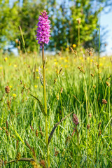 Close up at a heath spotted orchid flower on a meadow
