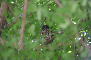 a sleeping brown hawk owl (Ninox scutulata) / イチョウの木陰で昼寝するアオバズク