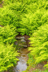 Green Fern bushes and a small water puddle