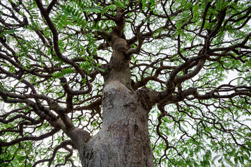 Detail of a branch of a tree on a white background.