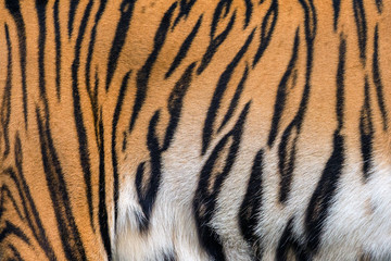 Textures and skins of tiger. © MrPreecha