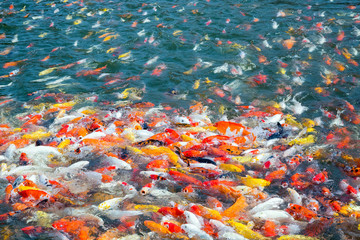 The color of the beautiful carp swimming in the pond.